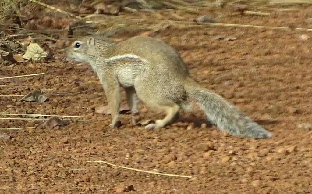 Euxerus