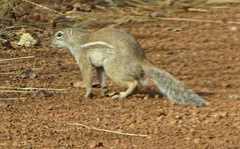 Euxerus erythropus