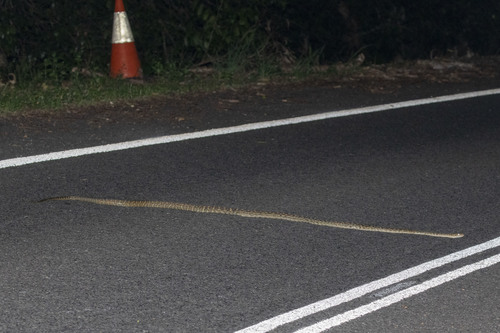 Australian Scrub Python sighting