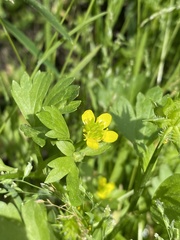 Ranunculus millefolius