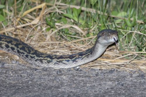 Australian Scrub Python sighting