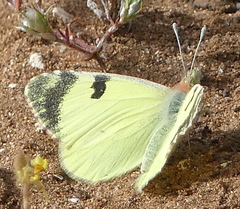 Euchloe