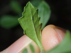 Scaevola albida