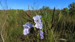 Gladiolus mutabilis