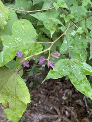 Liquidambar formosana