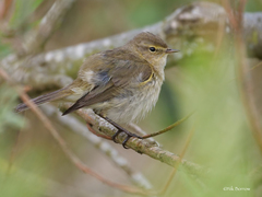 Phylloscopus collybita collybita