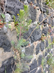 Angiospermae