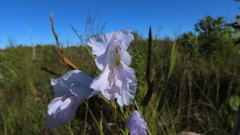 Gladiolus mutabilis