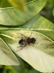 Eristalis pertinax