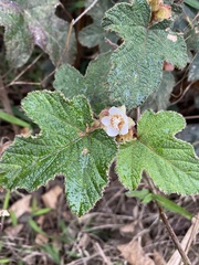 Rubus reflexus