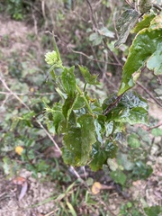 Rubus reflexus