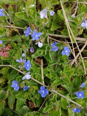 Veronica chamaedrys