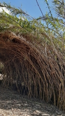 Arundo donax versicolor