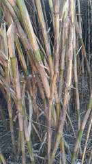 Arundo donax versicolor