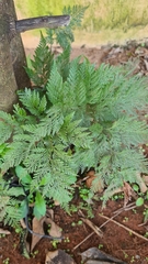 Davallia fejeensis