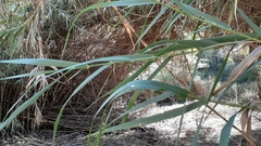 Arundo donax versicolor