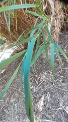 Arundo donax versicolor