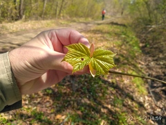 Acer tegmentosum