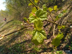 Acer tegmentosum