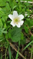 Anemonoides nemorosa