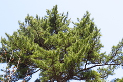 Pinus koraiensis