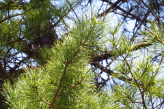 Pinus koraiensis