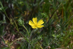 Potentilla hirta