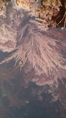 Lithothrix aspergillum