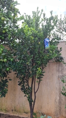 Citrus deliciosa