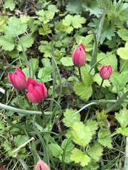 Tulipa humilis