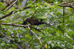 Turdus merula