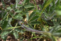 Potentilla hirta