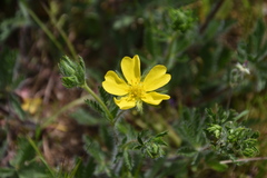 Potentilla hirta