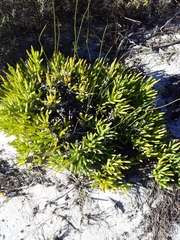 Ruschia geminiflora