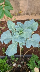 Brassica oleracea italica