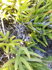 Ruschia geminiflora