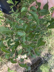 Polyscias sambucifolia