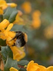 Bombus hypnorum