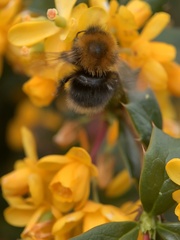 Bombus hypnorum