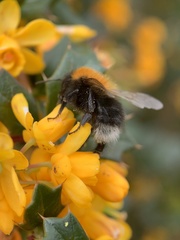 Bombus hypnorum