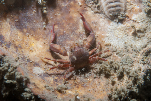 Pisidia longicornis