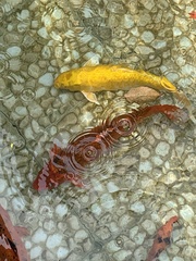 Cyprinus rubrofuscus