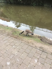 Branta canadensis