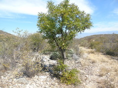 Pseudosmodingium andrieuxii