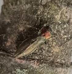 Agrilus auricollis