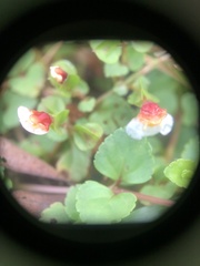 Torenia polygonoides