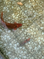 Cyprinus rubrofuscus