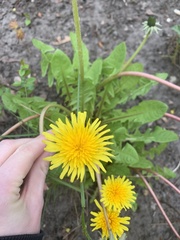 Taraxacum officinale