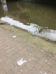 Columba livia domestica