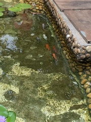 Cyprinus rubrofuscus